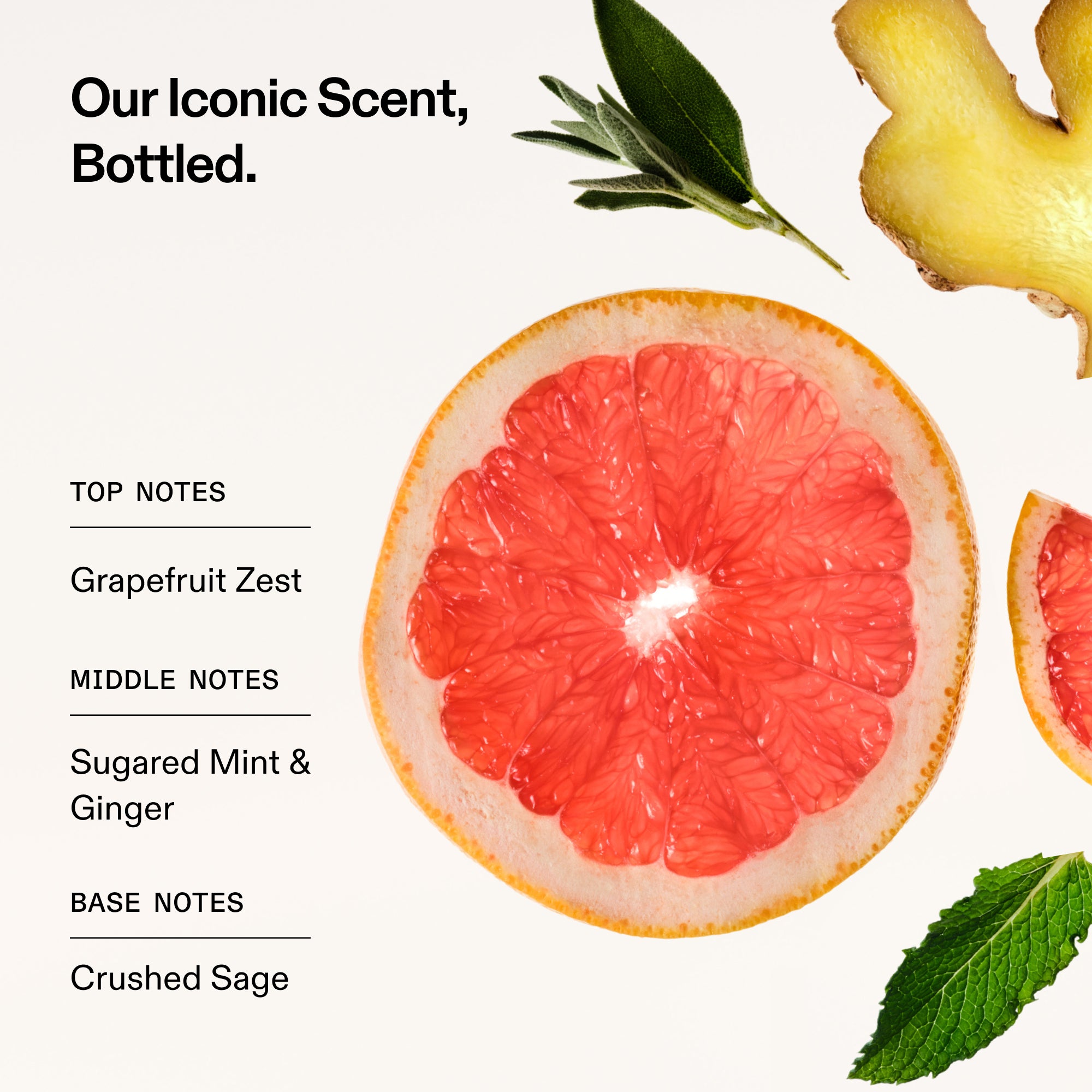 Scent notes graphic featuring a sliced grapefruit, ginger, mint, and sage. Text overlay reads: "Our Iconic Scent, Bottled. Top Notes: Grapefruit Zest. Middle Notes: Sugared Mint & Ginger. Base Notes: Crushed Sage.